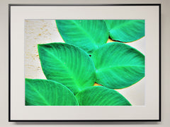 アイランドリーフ