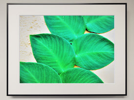 アイランドリーフ